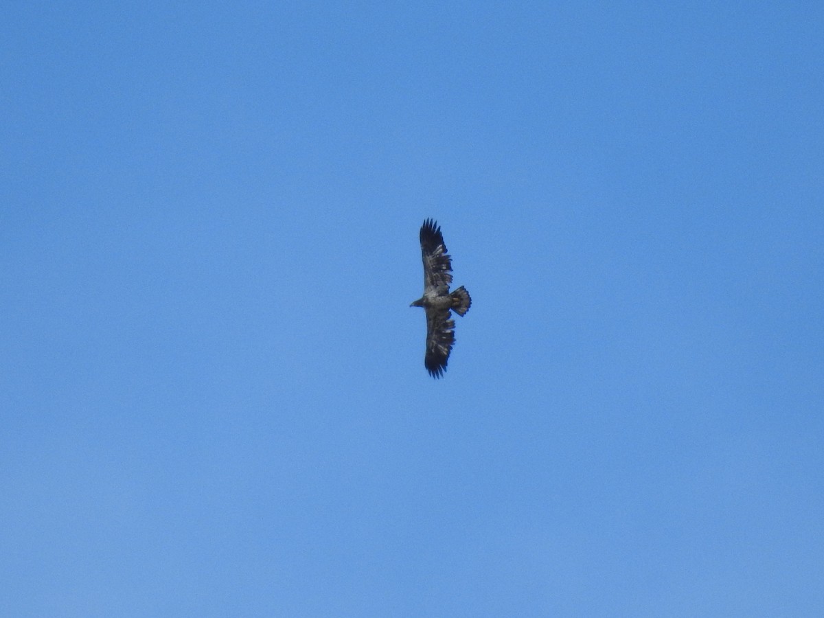 Bald Eagle - ML644043770