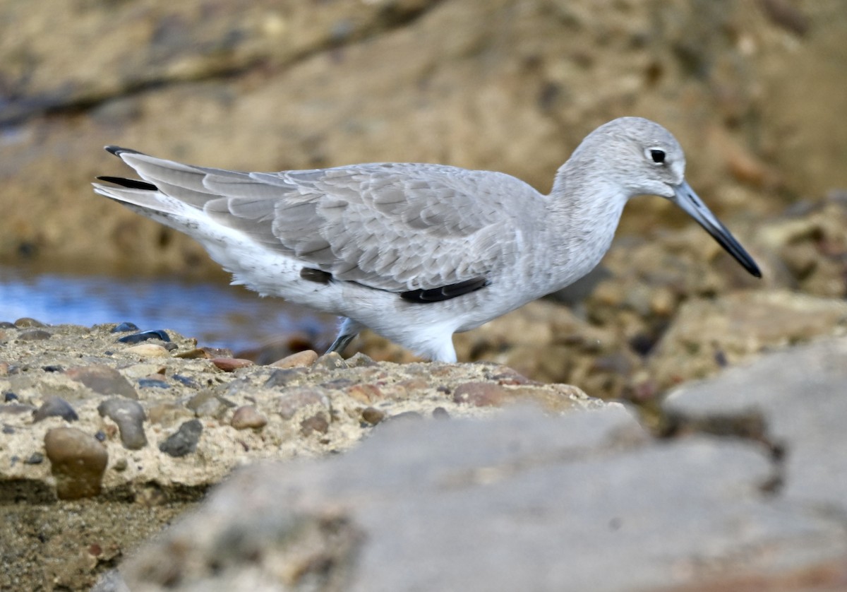 Willet - ML644043778