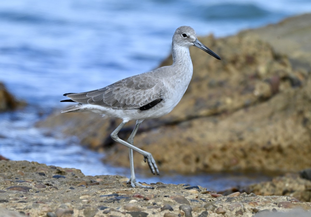Willet - ML644043779