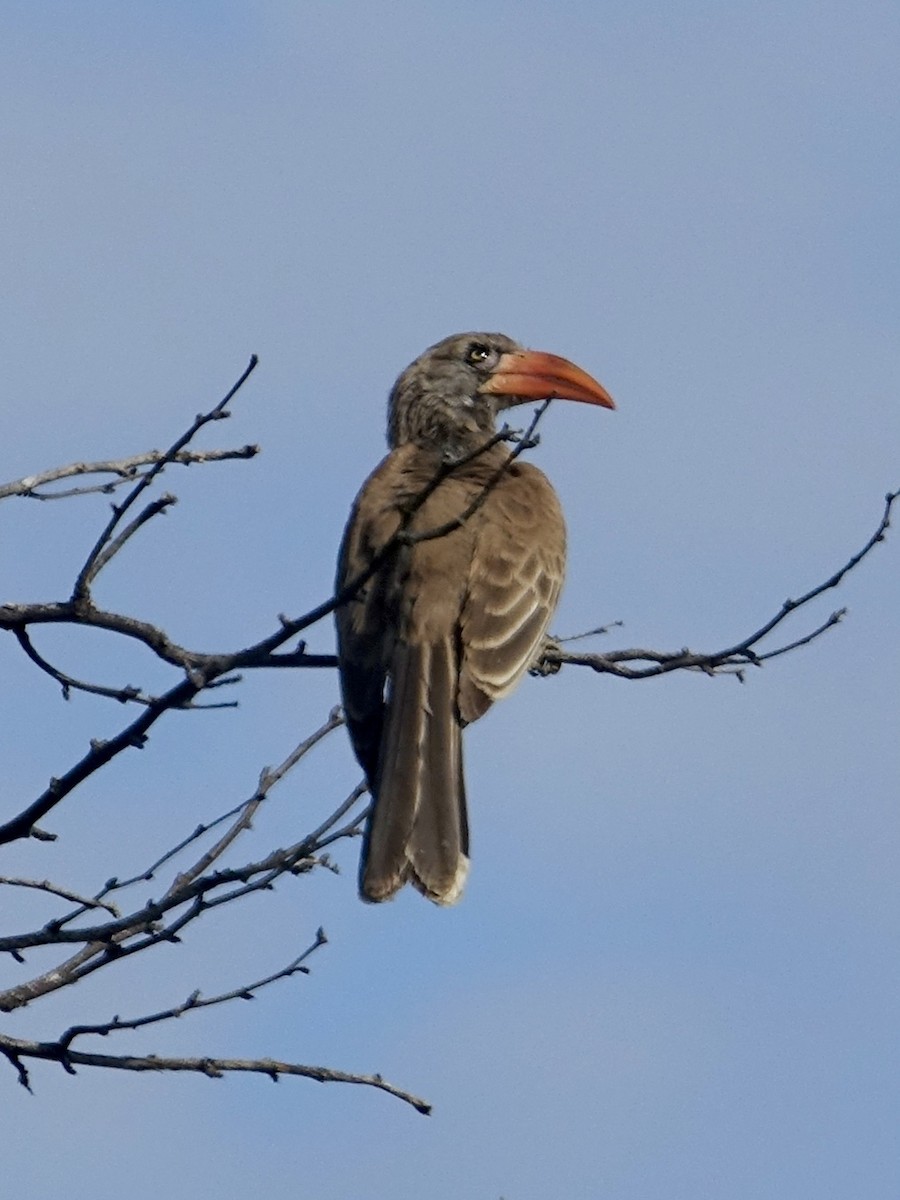 Bradfield's Hornbill - ML644043785