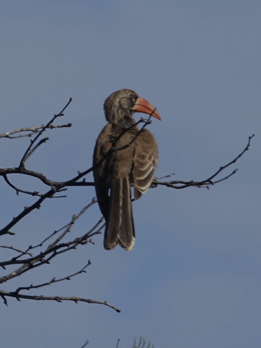 Bradfield's Hornbill - ML644043786