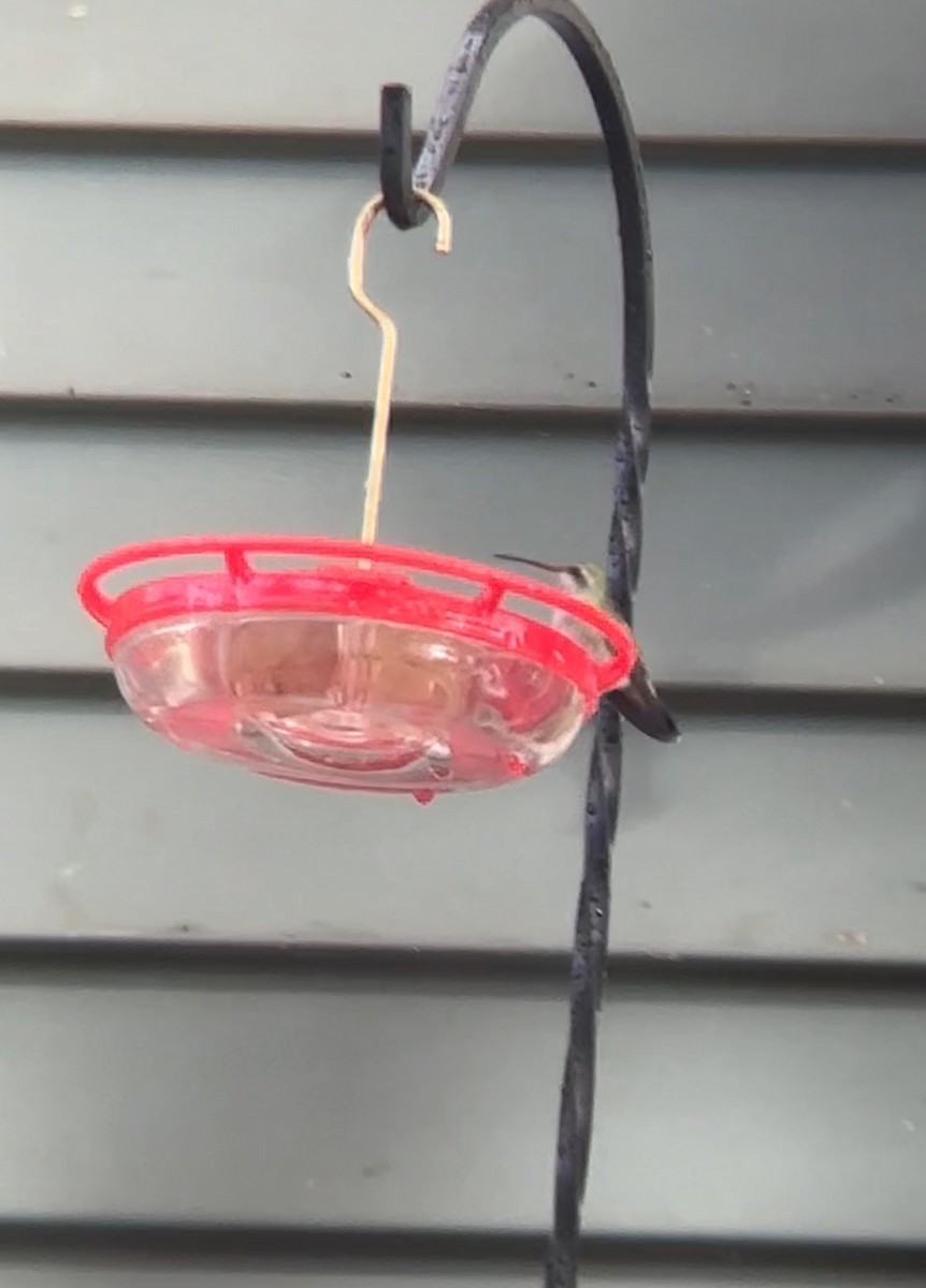 Broad-billed Hummingbird - ML644043792