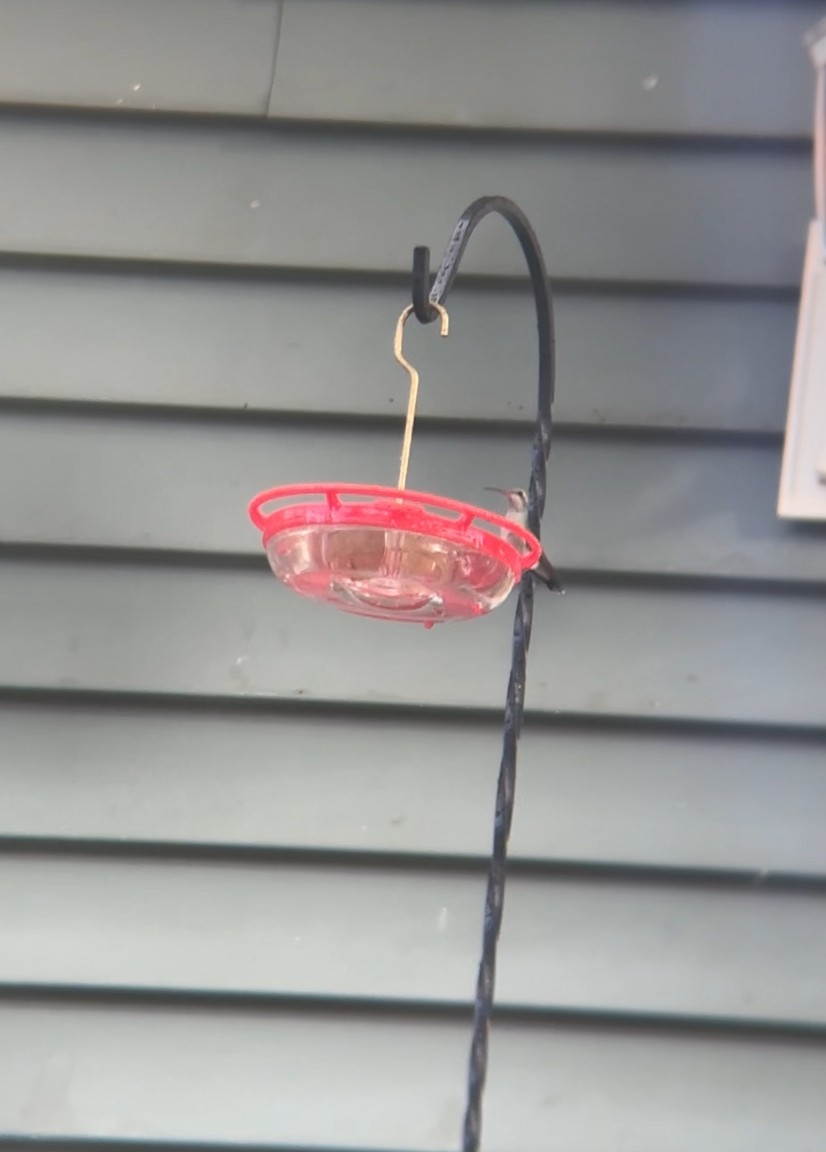 Broad-billed Hummingbird - ML644043793