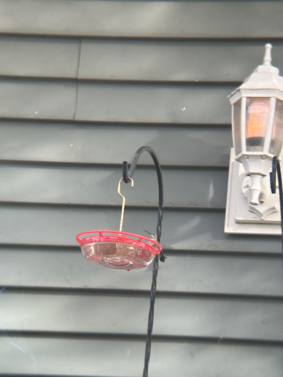 Broad-billed Hummingbird - ML644043794