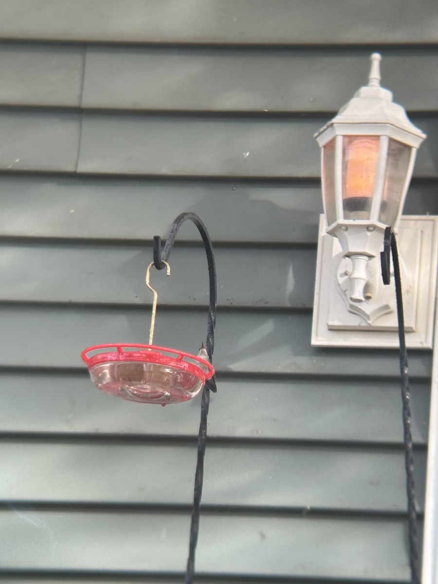 Broad-billed Hummingbird - ML644043795