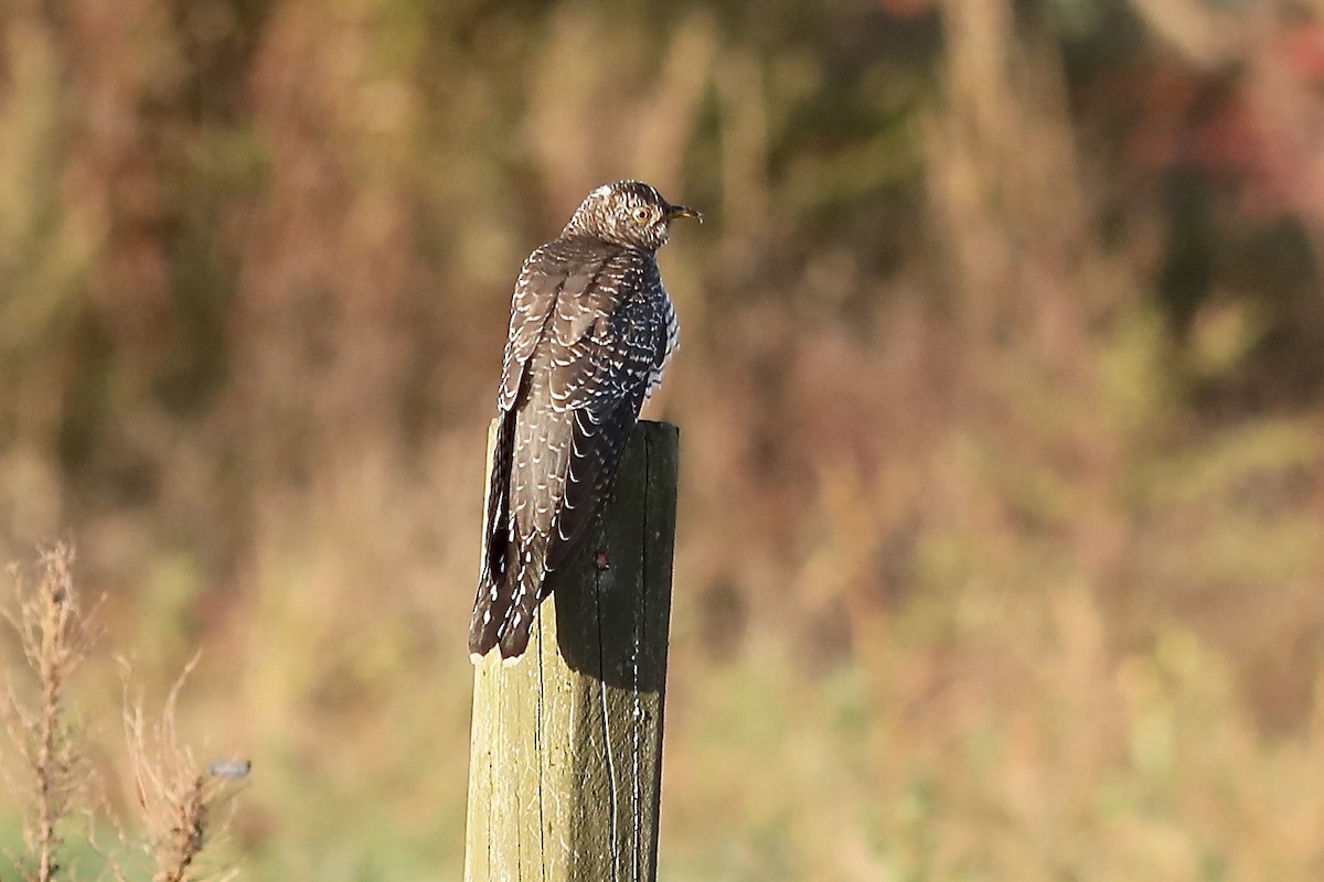 Common Cuckoo - ML644043803