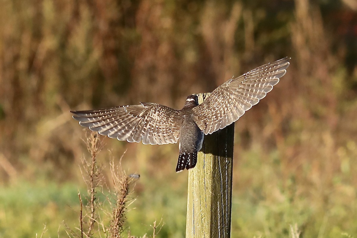 Common Cuckoo - ML644043804