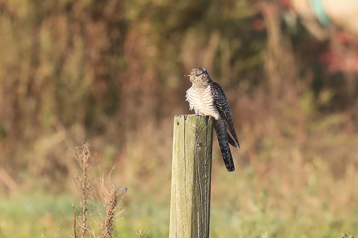 Common Cuckoo - ML644043806