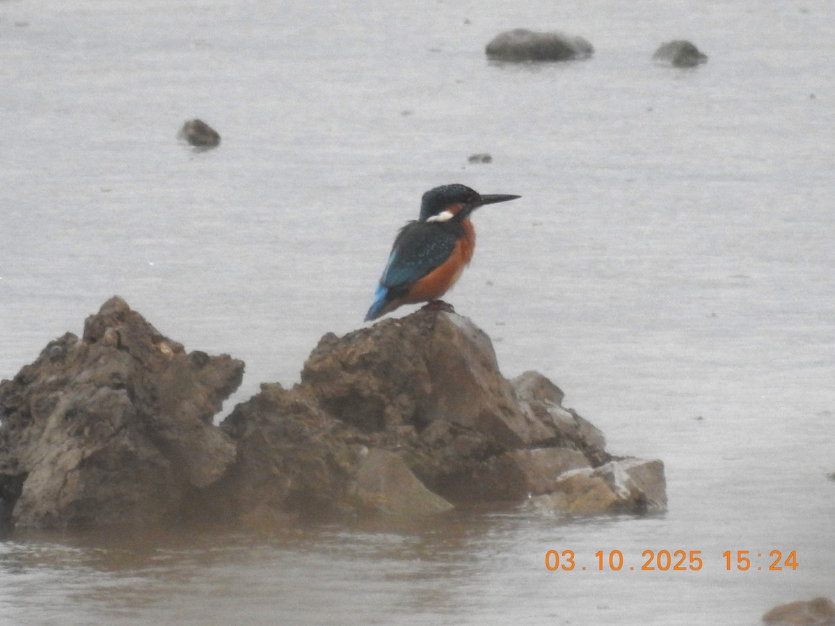 Common Kingfisher - ML644043807