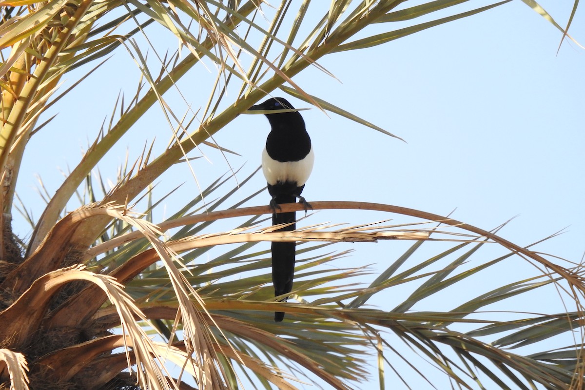 マグレブカササギ - ML644043809