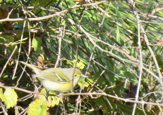 Viréo aux yeux blancs - ML644043811