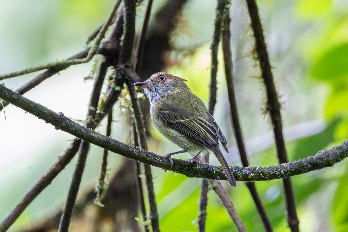 Scale-crested Pygmy-Tyrant - ML644043822