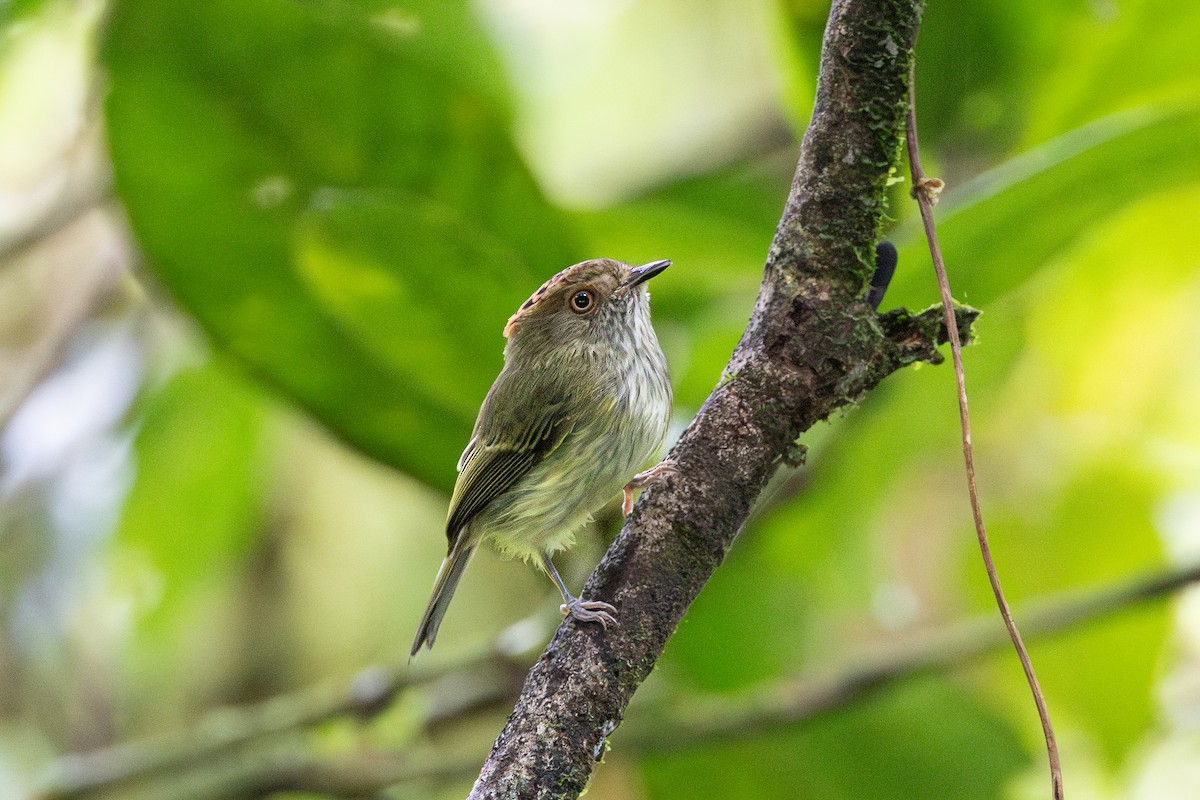 Scale-crested Pygmy-Tyrant - ML644043824