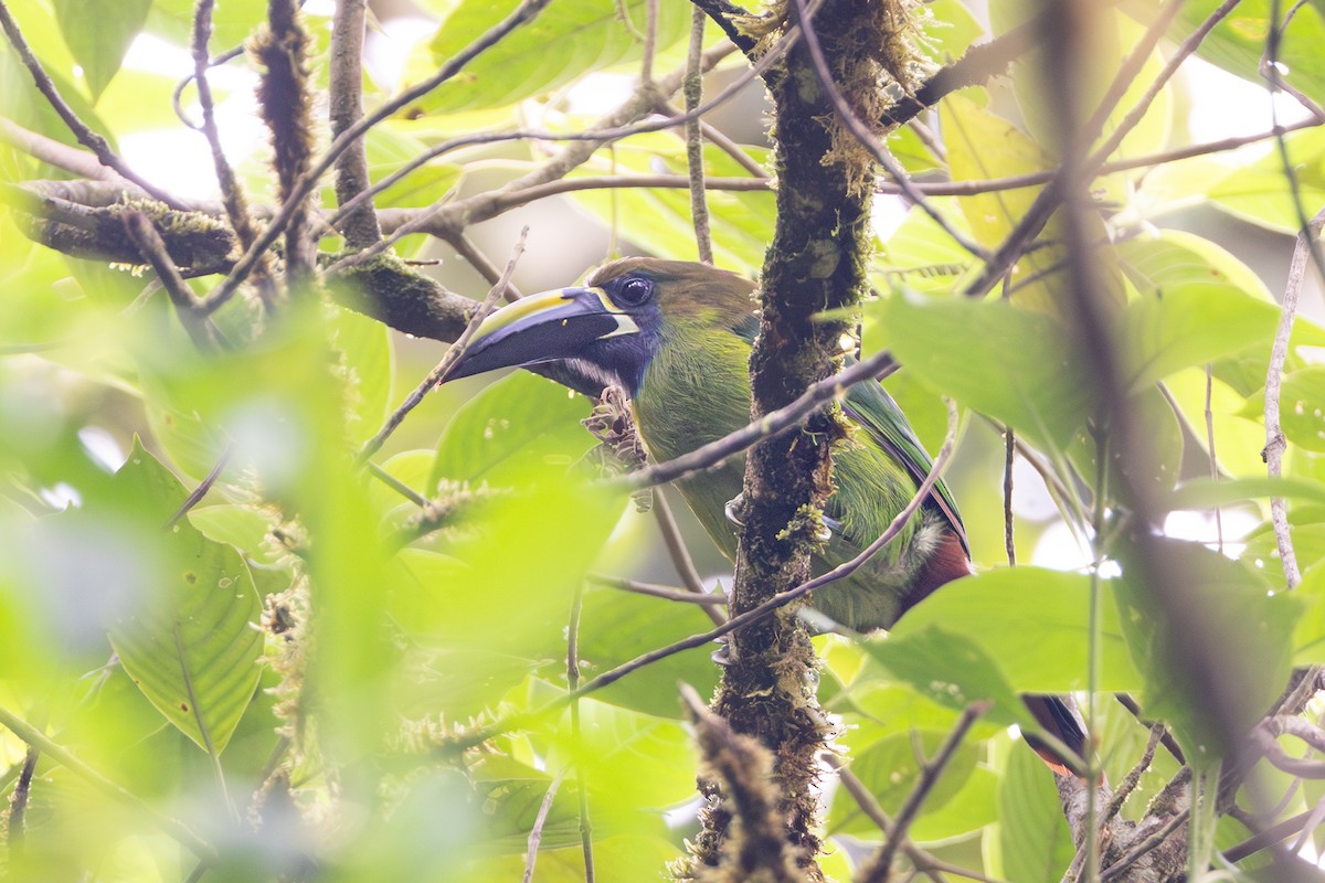 smaragdtukan (caeruleogularis) (blåstrupetukan) - ML644043834
