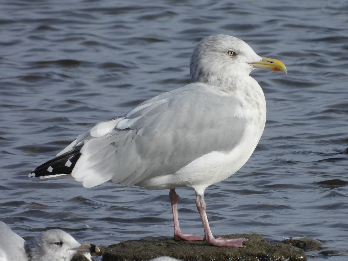 amerikagråmåke - ML644043846