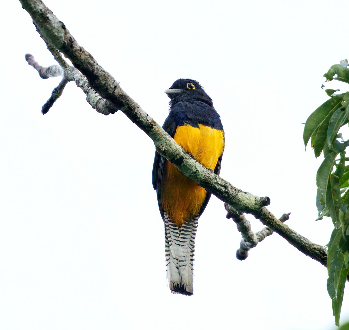 Amazonian Trogon - ML644043861