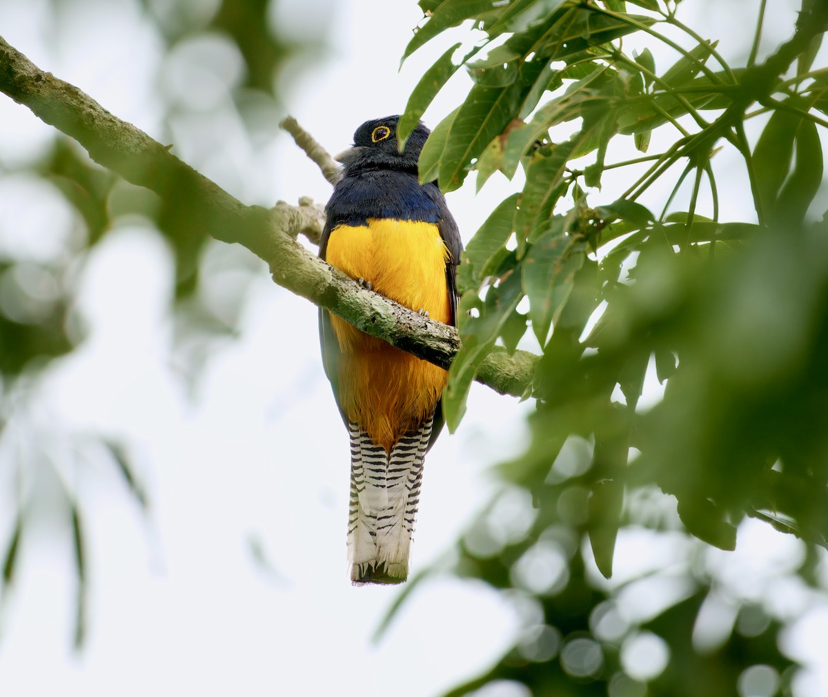 Amazonian Trogon - ML644043862