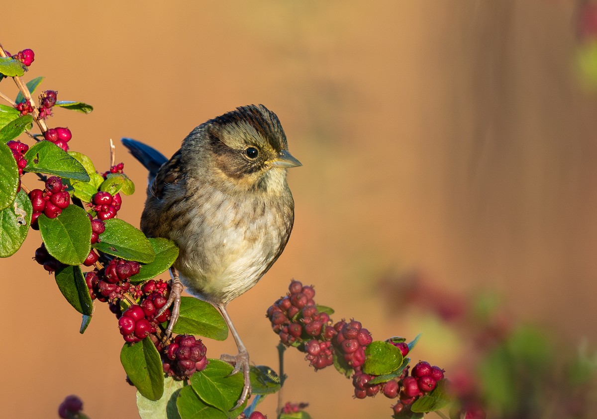 Swamp Sparrow - ML644043868
