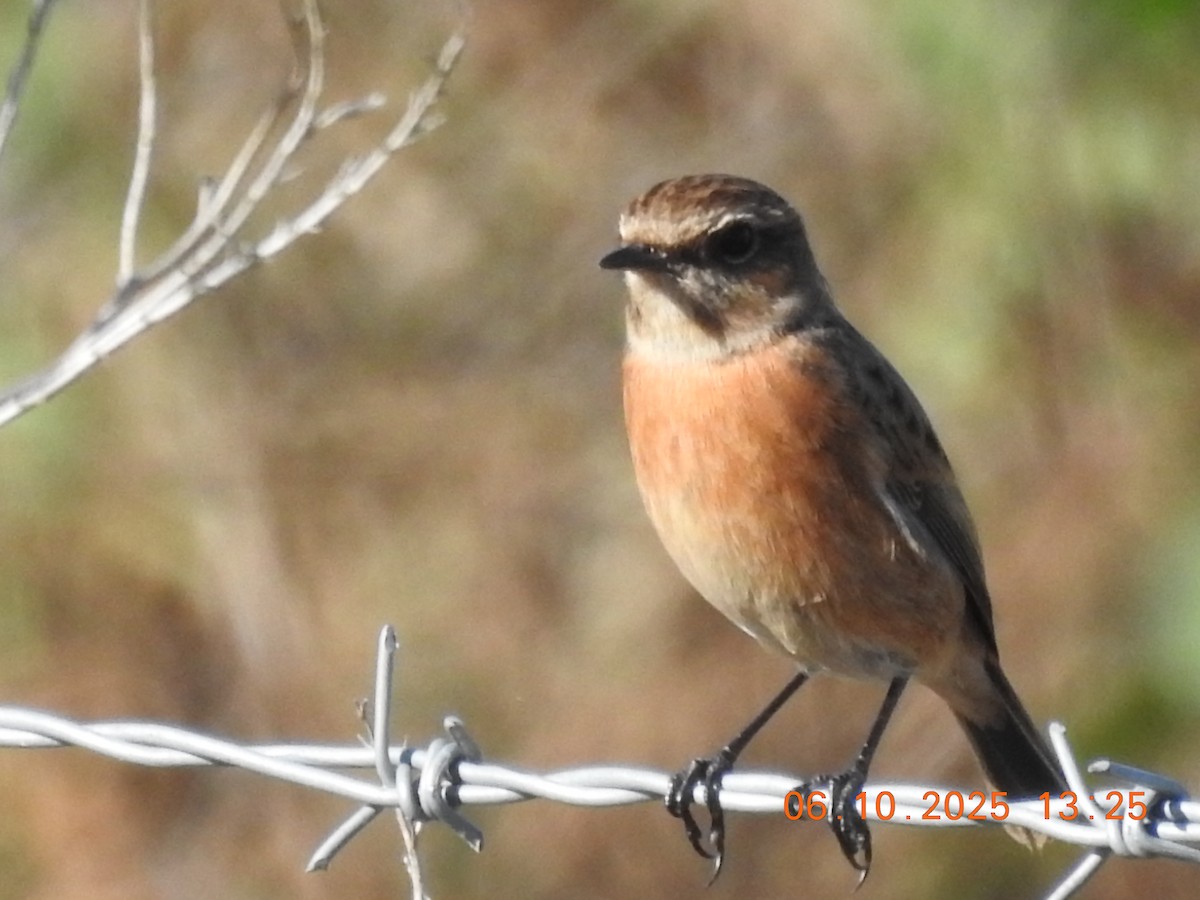 European Stonechat - ML644043869