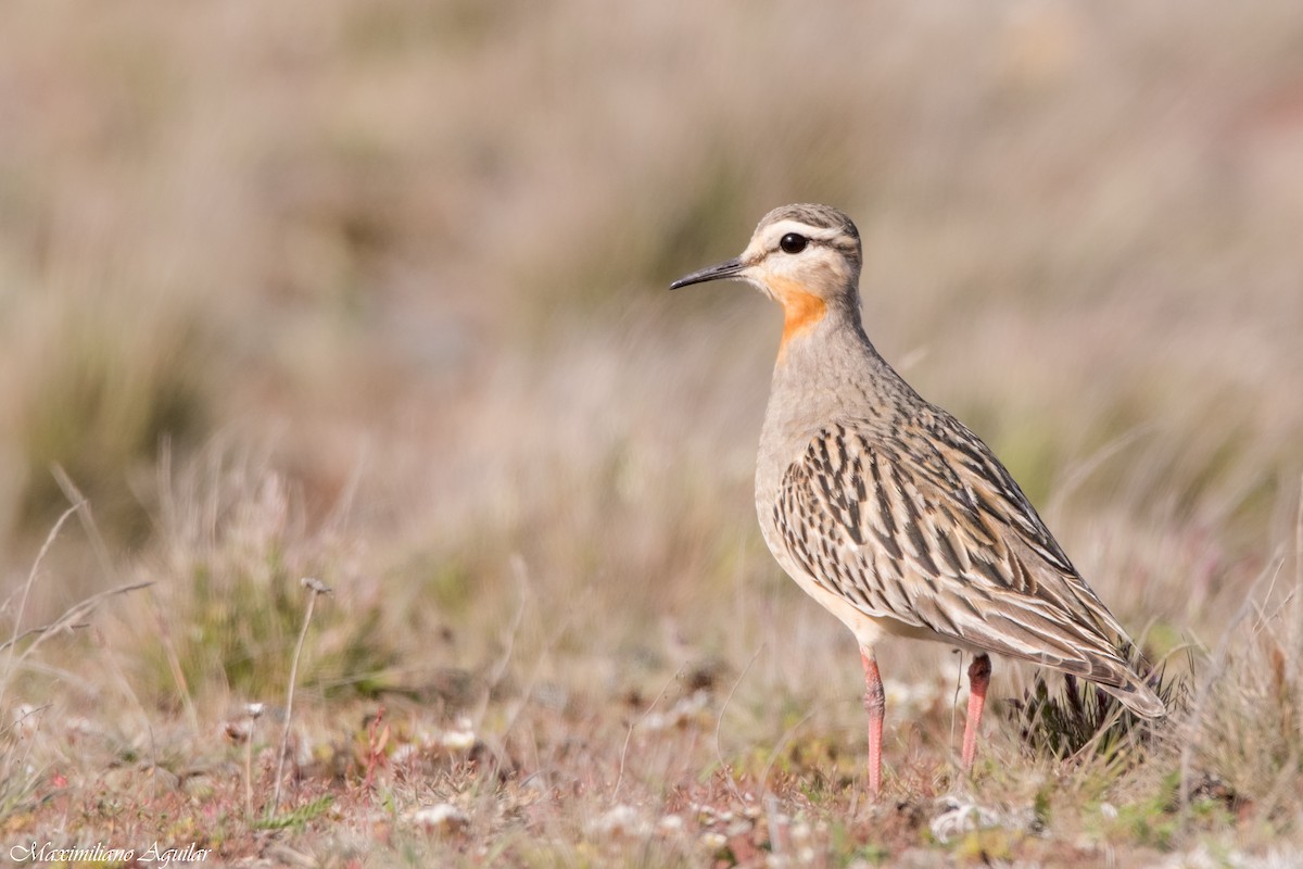 Chorlito Cabezón - ML644043870