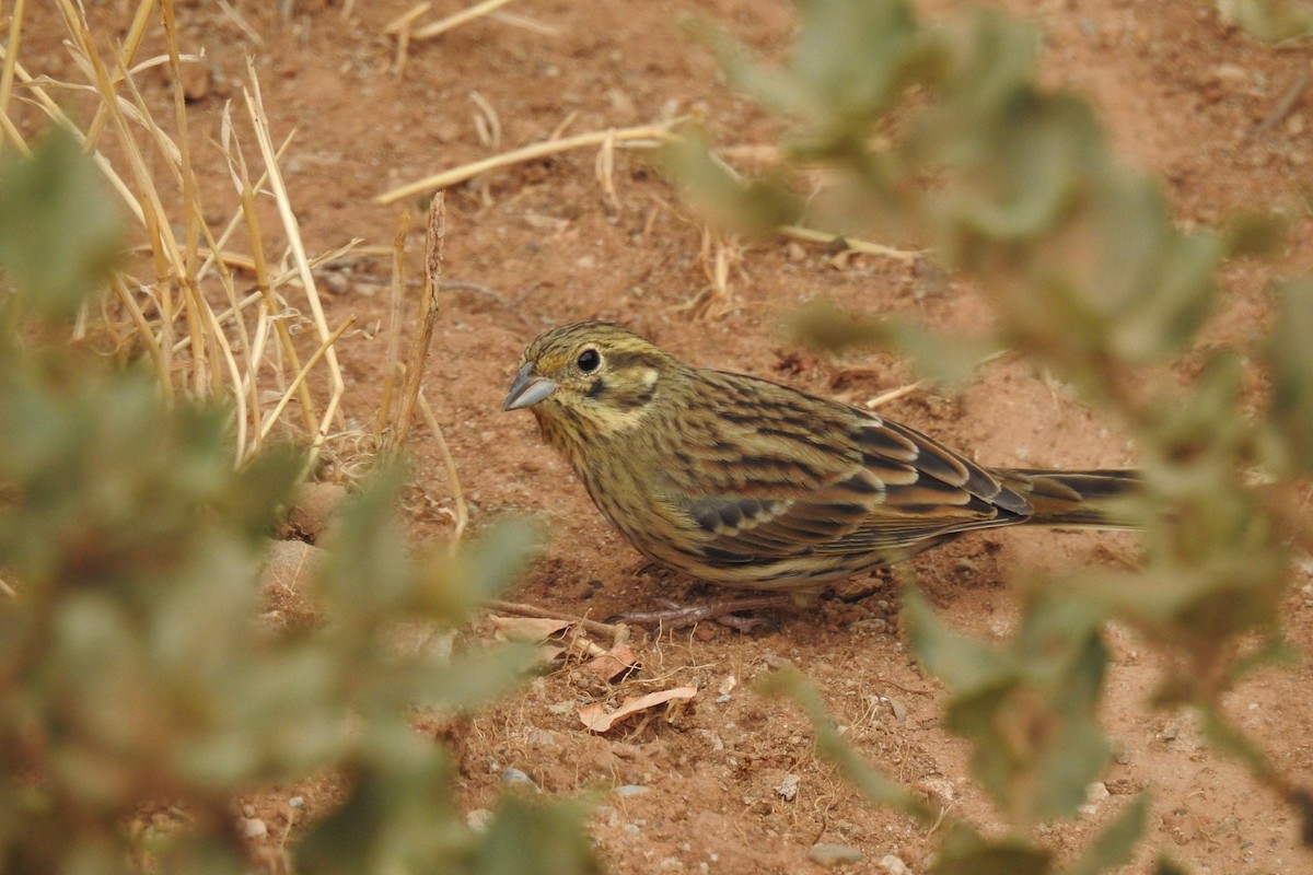 Corn Bunting - ML644043875
