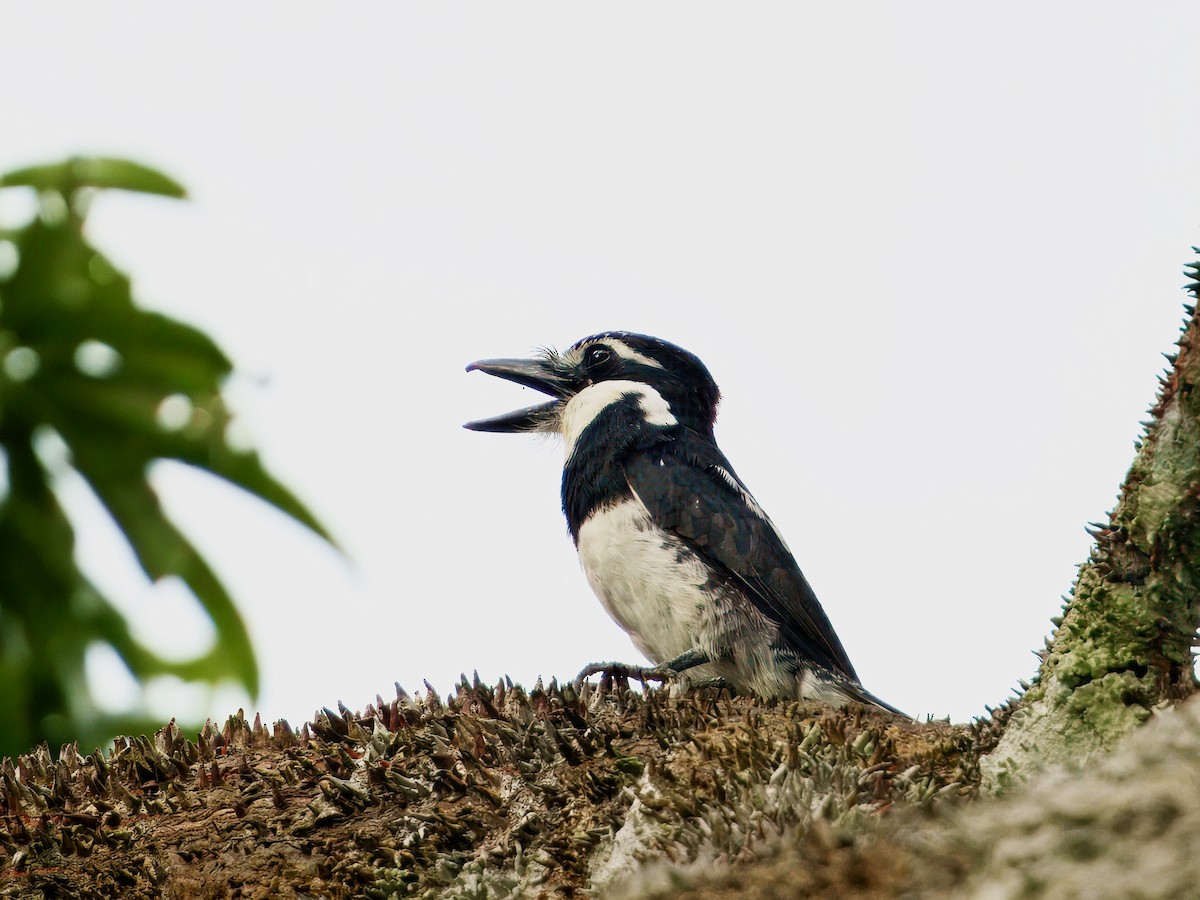 シロクロオオガシラ - ML644043877