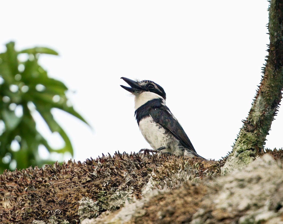 シロクロオオガシラ - ML644043878