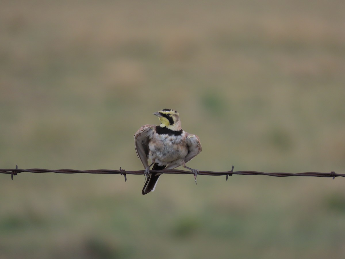 Horned Lark - ML644043911