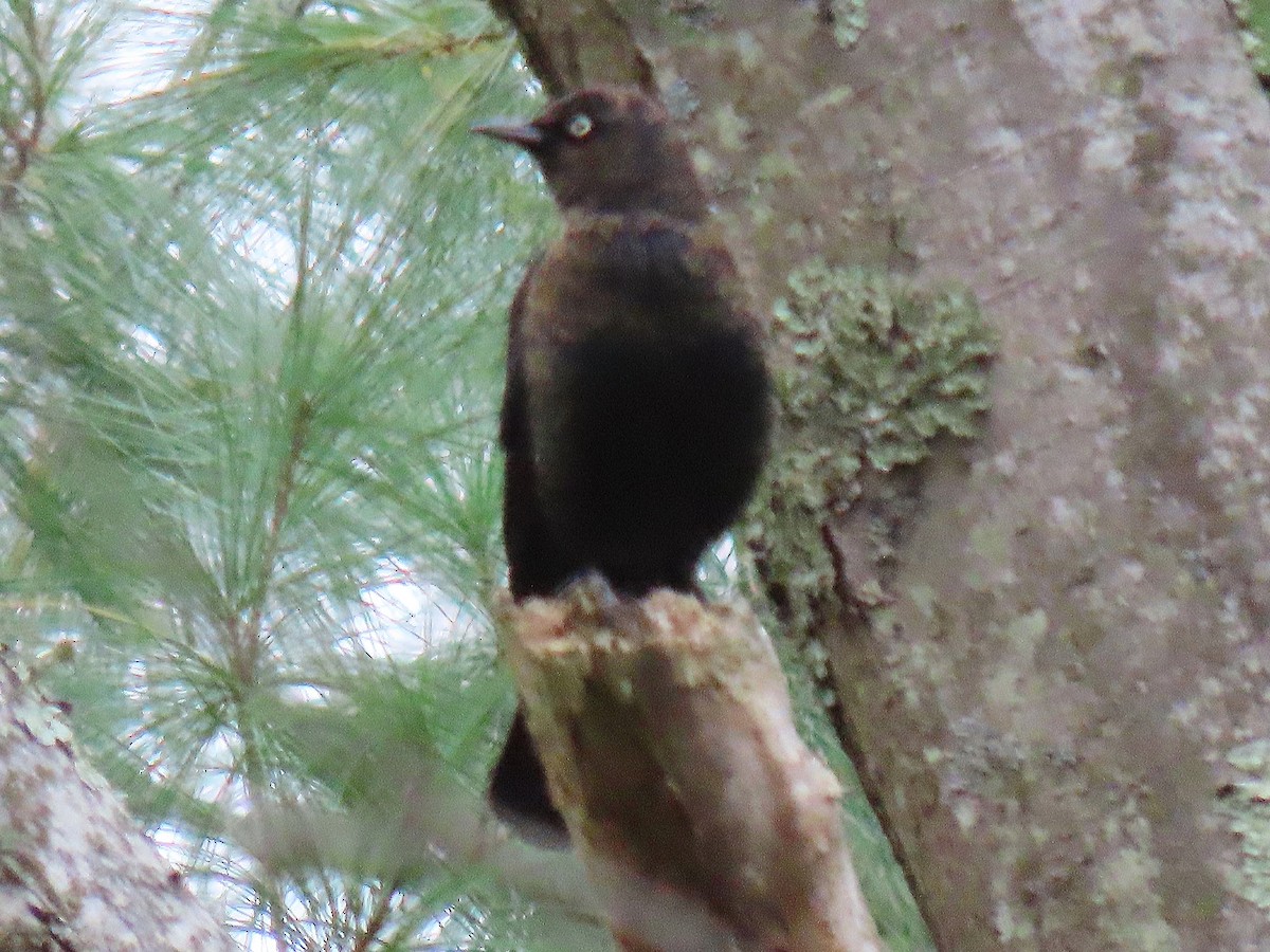 Rusty Blackbird - ML644043925