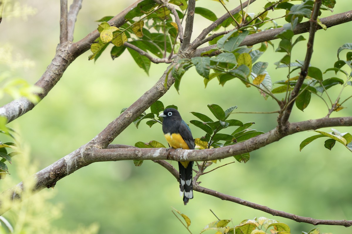 Black-headed Trogon - ML644043928