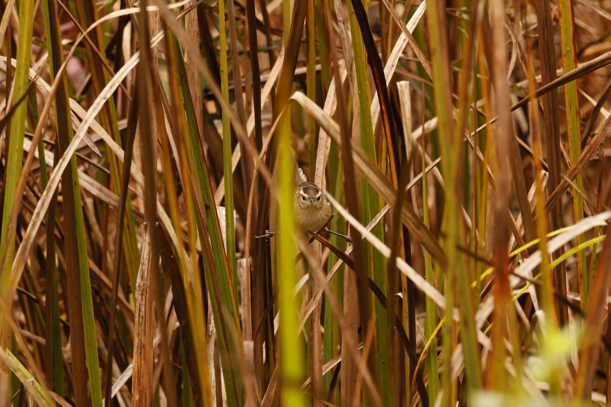 Marsh Wren - ML644043944