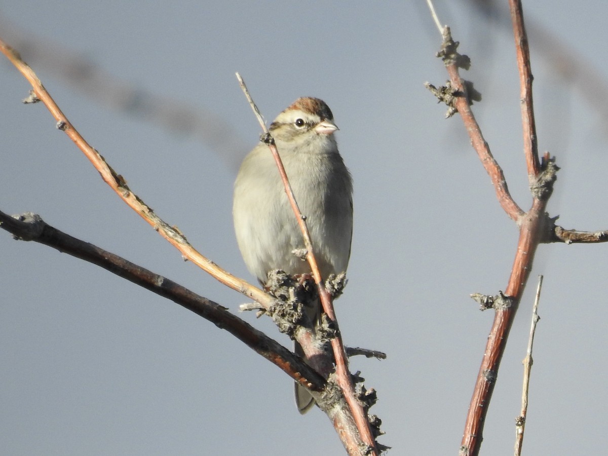 Chipping Sparrow - ML644043948