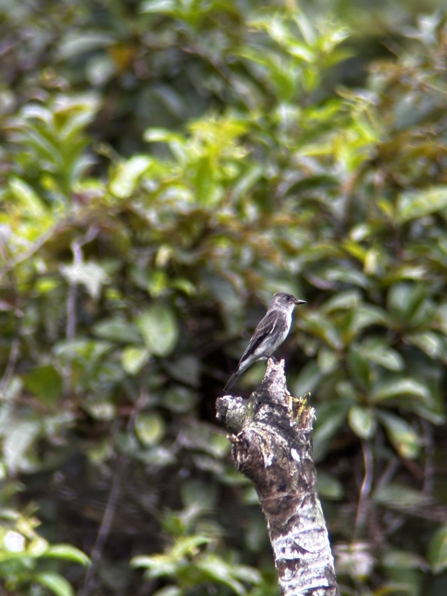 Olive-sided Flycatcher - ML644043950