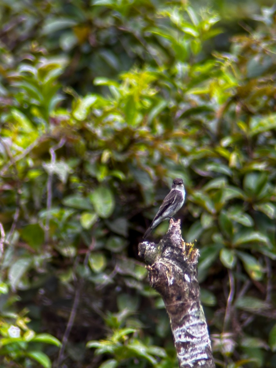 Olive-sided Flycatcher - ML644043951