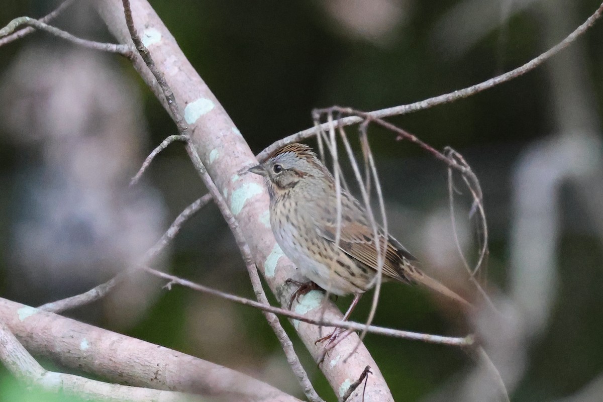 Lincoln's Sparrow - ML644043953