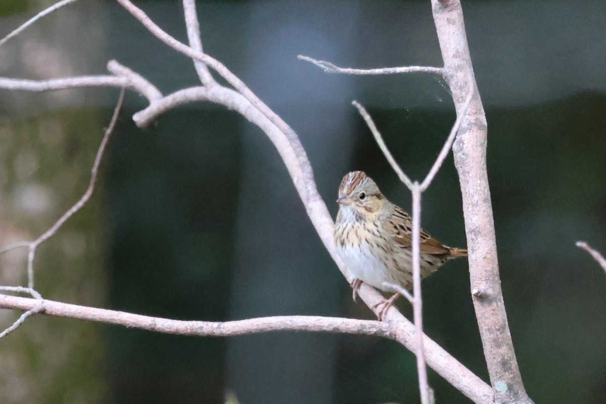 Lincoln's Sparrow - ML644043954