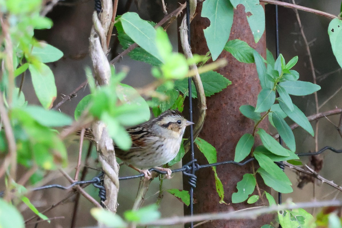 Swamp Sparrow - ML644043960