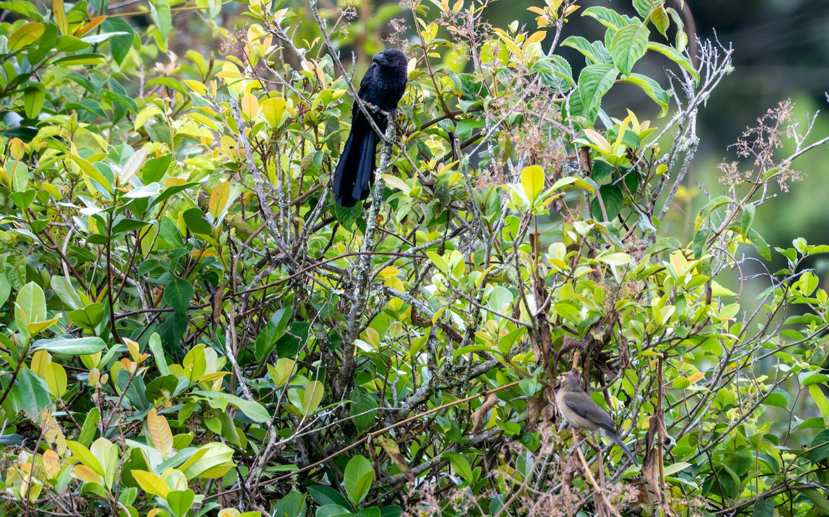 Smooth-billed Ani - ML644043961