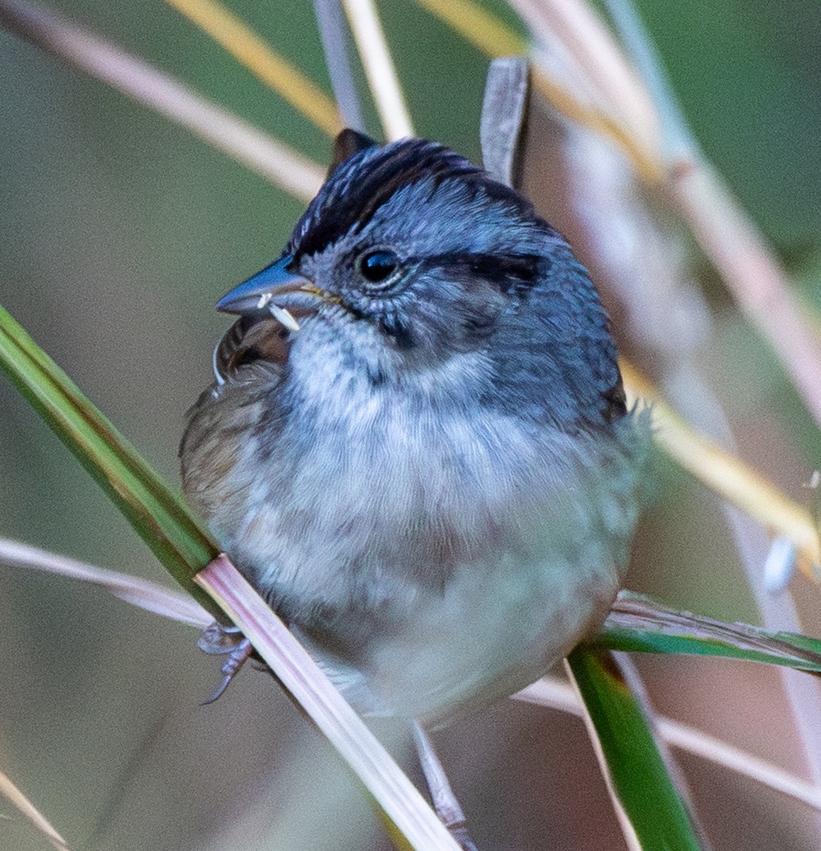 Swamp Sparrow - ML644043966