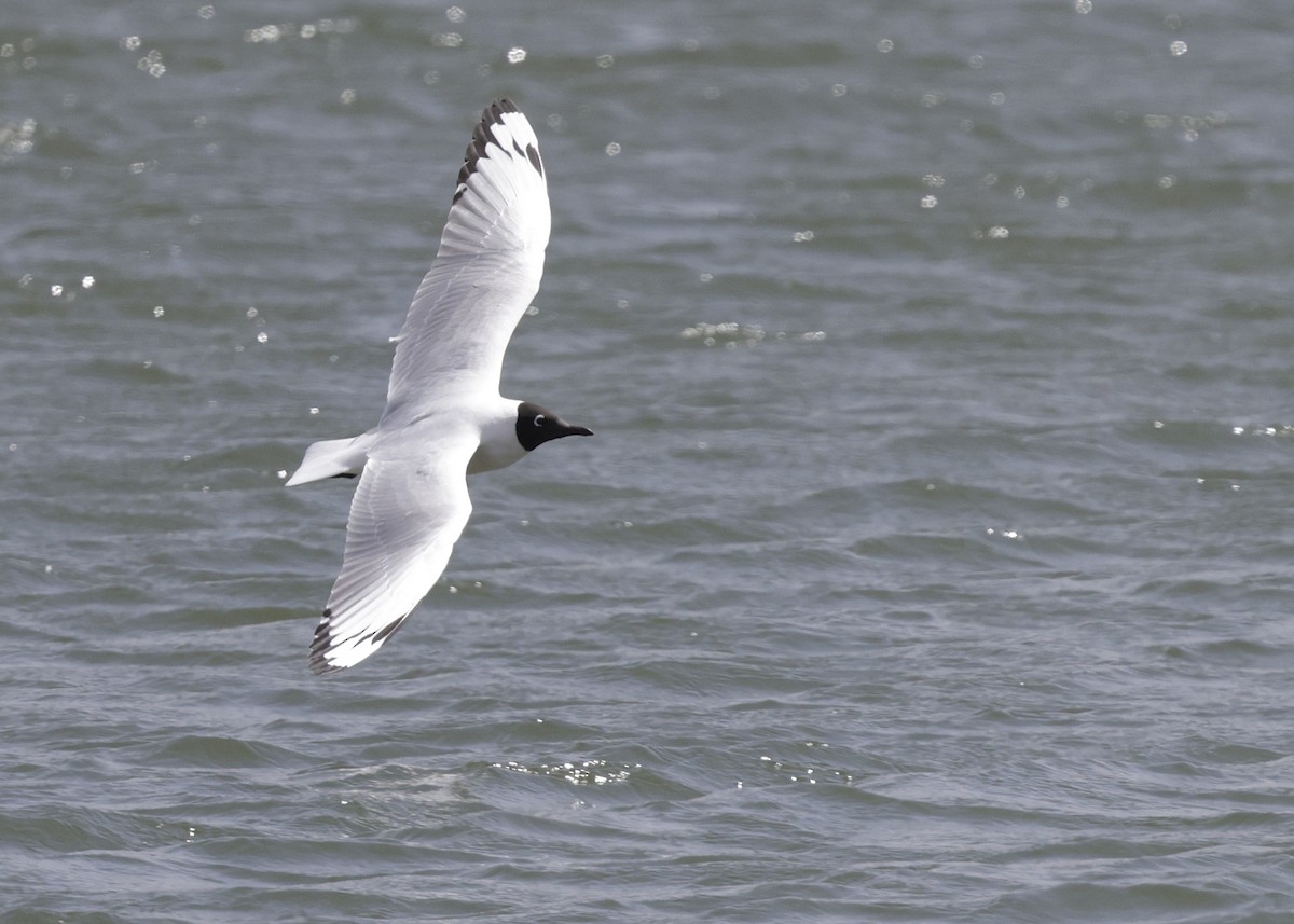 Andean Gull - ML644043967