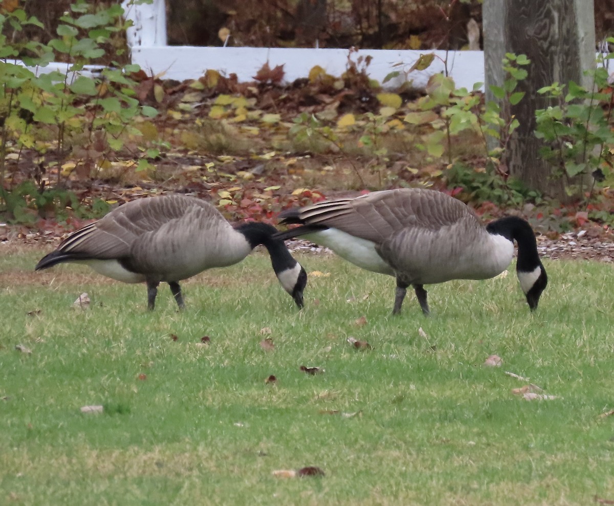 goose sp. - ML644043971