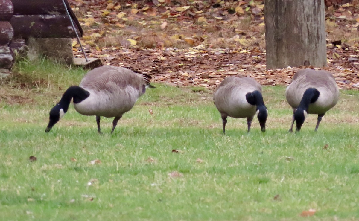 goose sp. - ML644043972