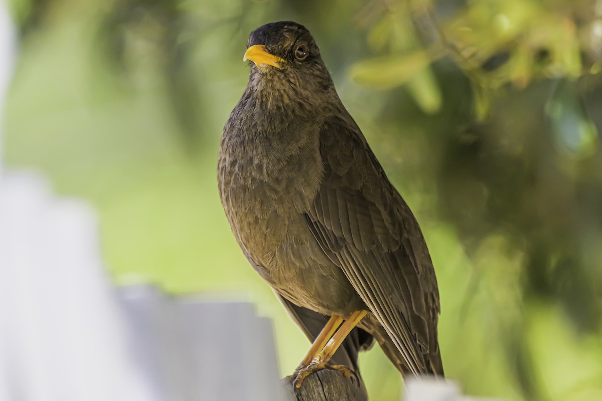 Chiguanco Thrush - ML644043976