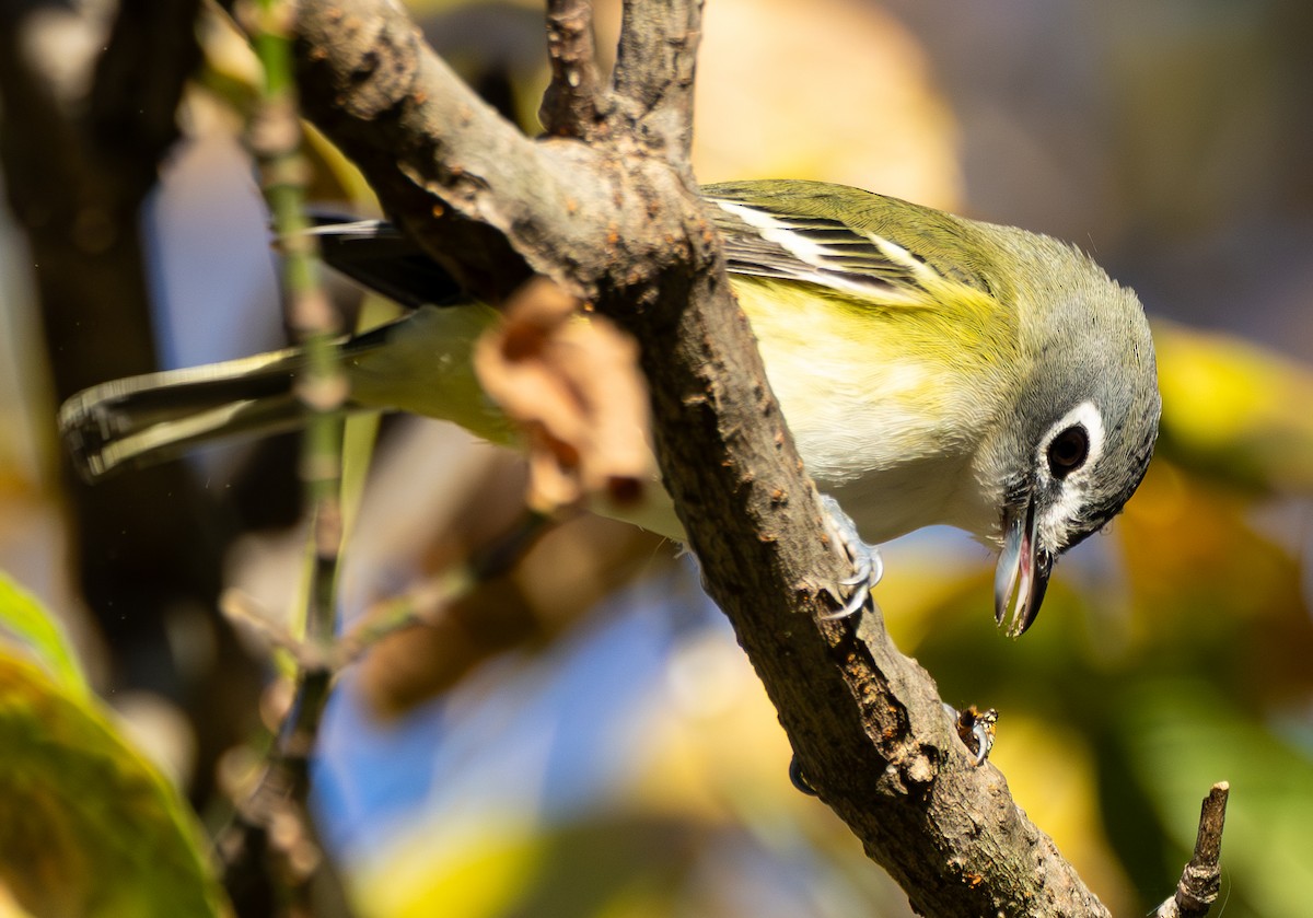 Blue-headed Vireo - ML644043981