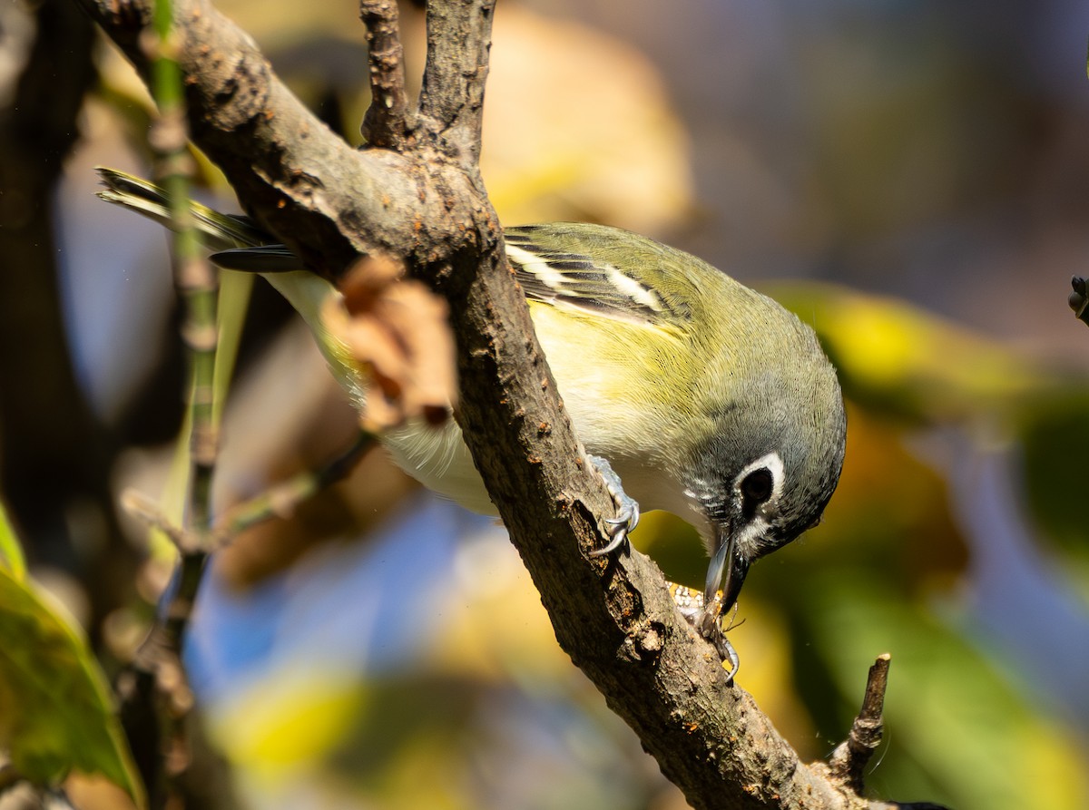 Blue-headed Vireo - ML644043982