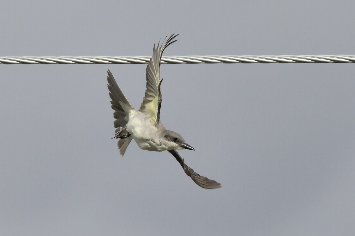 Gray Kingbird - ML644043998