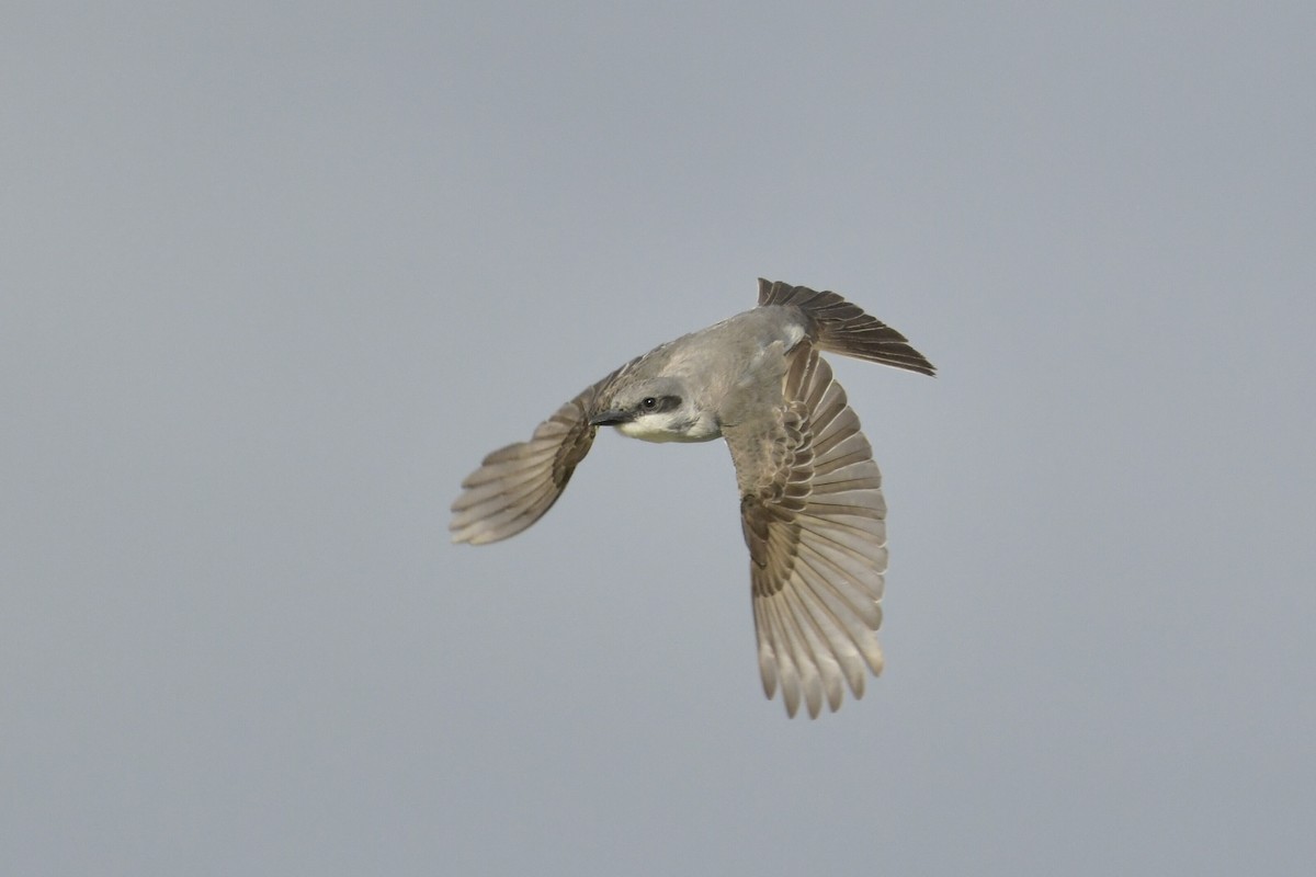 Gray Kingbird - ML644043999