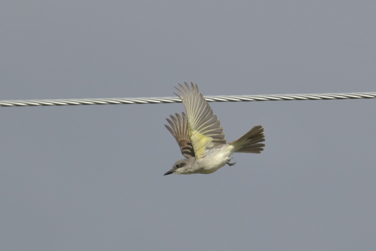 Gray Kingbird - ML644044001