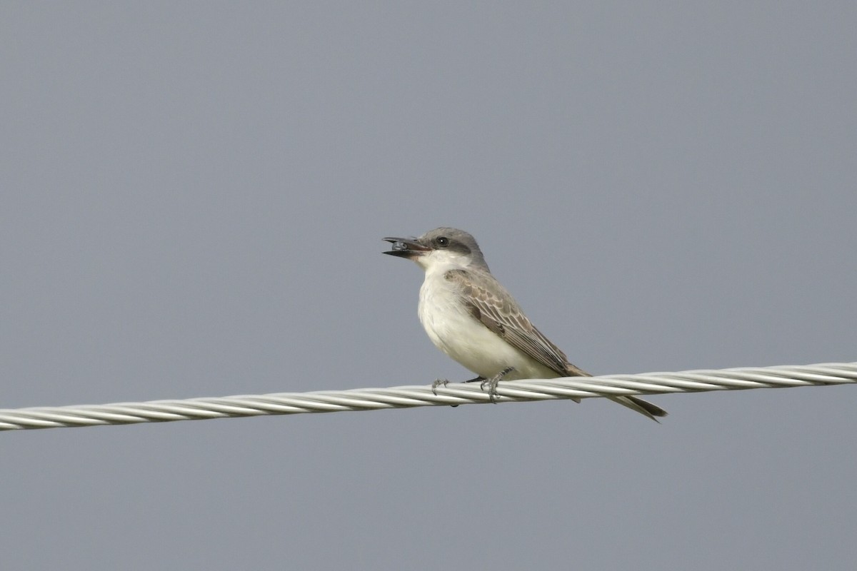 Gray Kingbird - ML644044002