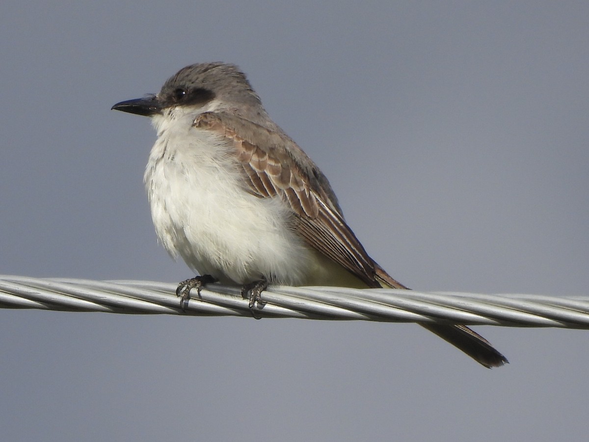Gray Kingbird - ML644044028